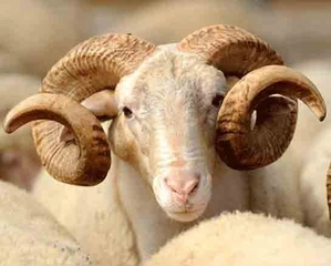 Kurban Farz mıdır?